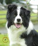 Border Collie 9A015D-24